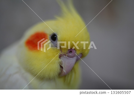 玄鳳鸚鵡 131605507