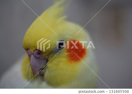 玄鳳鸚鵡 131605508