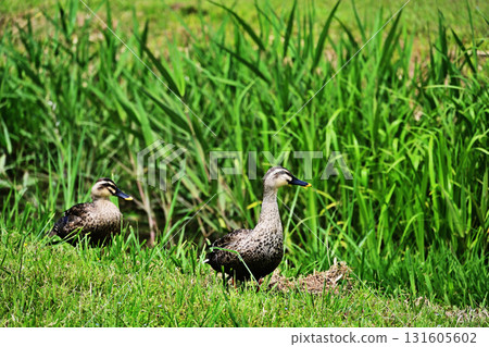 兩個cargamos 兩個cargamos 131605602