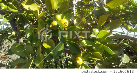 番石榴的採摘季到了 131605618