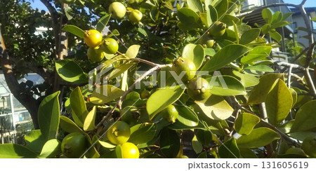Guava harvest season 131605619