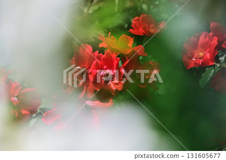 紅玫瑰 紅玫瑰 131605677