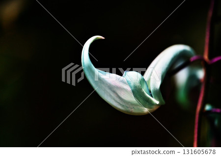 Jade vine 1 131605678