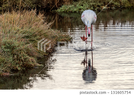 Flamingo searching for food in Inciralti Lagoon, Izmir Flamingo searching for food in Inciralti Lagoon, Izmir 131605754