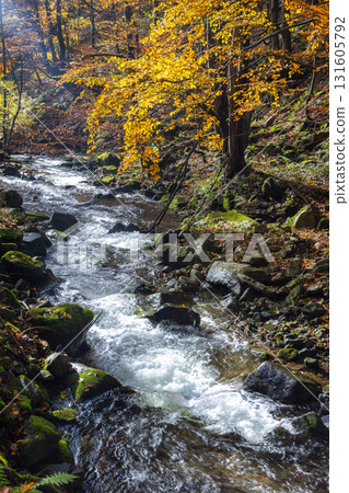Autumn cascade flowing through a rocky stream in a forest with vibrant foliage and mossy rocks. The Mala Fatra national park in Slovakia, Europe. 131605792
