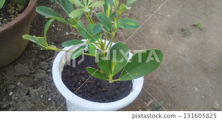 已生根並移植的香港木棉插枝 已生根並移植的香港木棉插枝 131605825