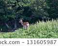 Wild Ezo deer at Shiretoko Five Lakes 131605987
