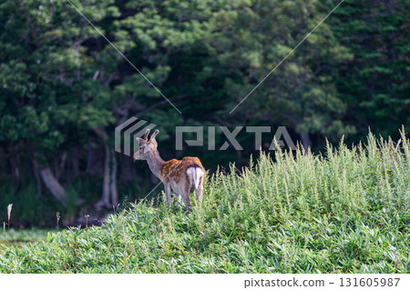 Wild Ezo deer at Shiretoko Five Lakes 131605987