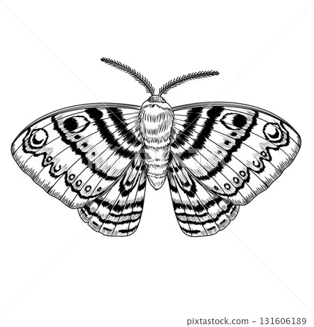 Moth with detailed patterned wings and textured body. Liner ink illustration on white background. Ideal for botanical prints, tattoo design, packaging, invitations, and natural science decor. Moth with detailed patterned wings and textured body. Liner ink illustration on white background. Ideal for botanical prints, tattoo design, packaging, invitations, and natural science decor. 131606189