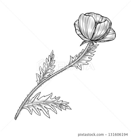 Poppy flower with delicate petals and curved stem. Liner ink botanical illustration on white background. Provence. Ideal for botanical prints, tattoo design, packaging, invitations, and floral decor. 131606194