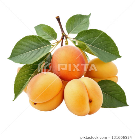 Isolate a pile of ripe apricots on a branch with green leaves perfectly demonstrates a fresh harvest. The image is suitable for healthy eating and summer fruit themes. 131606554