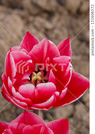 The beauty of flowers in bloom The beauty of flowers in bloom 131606572