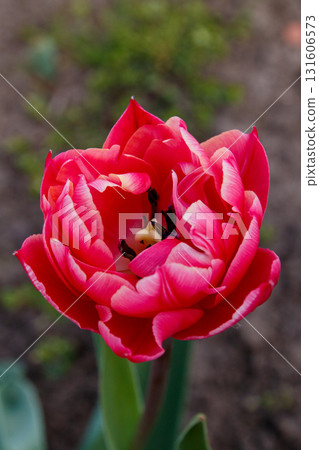 The beauty of flowers in bloom 131606573