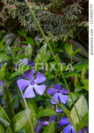 The beauty of flowers in bloom The beauty of flowers in bloom 131606574