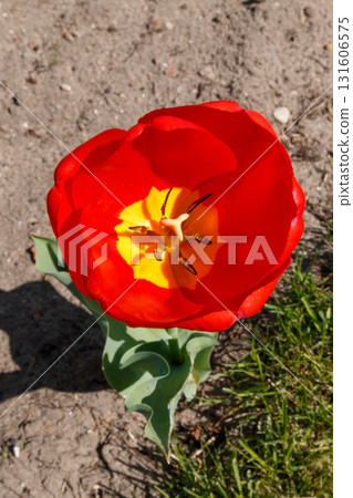 The beauty of flowers in bloom 131606575
