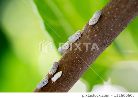 Metcalfa pruinosa planthoppers on tree branch, macro photo 131606603