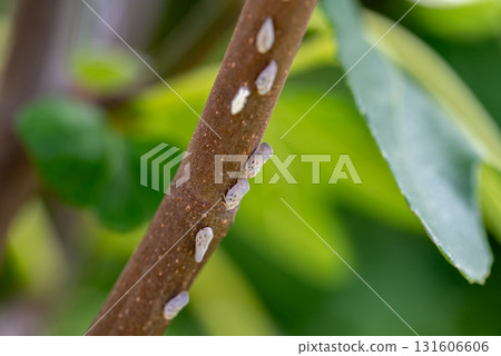Metcalfa pruinosa planthoppers on tree branch, macro photo 131606606