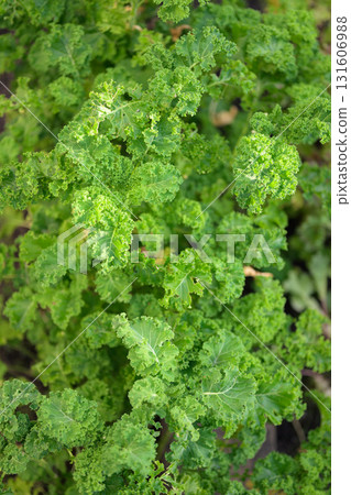 Fresh green curly kale leaves in vegetable garden. Selective focus. 131606988