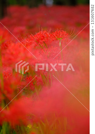 盛開的蜘蛛百合 131607682