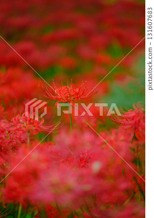 盛開的蜘蛛百合 131607683