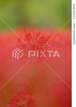 盛開的蜘蛛百合 131607685