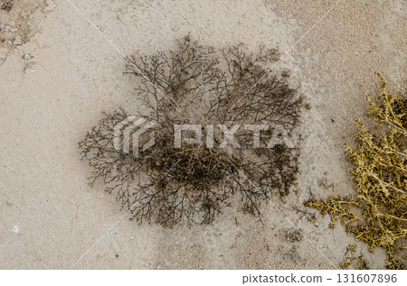 Exotic desert shrubs Exotic desert shrubs 131607896