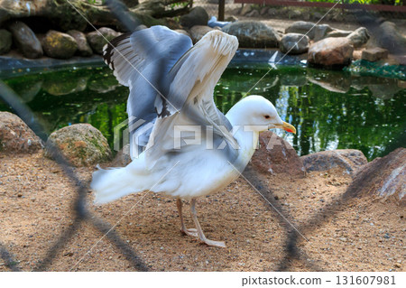 The amazing gaze of animals into the distance 131607981