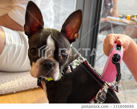 Close-up portrait of small puppy dog with harness indoors. Pet companionship, domestic animals, and emotional bond in everyday lifestyle. 131608089
