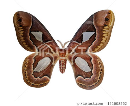 A Brazilian silk moth Rotschildia jacobeae is displayed, highlighting its striking wing patterns and colors. This species exhibits beautiful brown hues and unique white markings. A Brazilian silk moth Rotschildia jacobeae is displayed, highlighting its striking wing patterns and colors. This species exhibits beautiful brown hues and unique white markings. 131608262