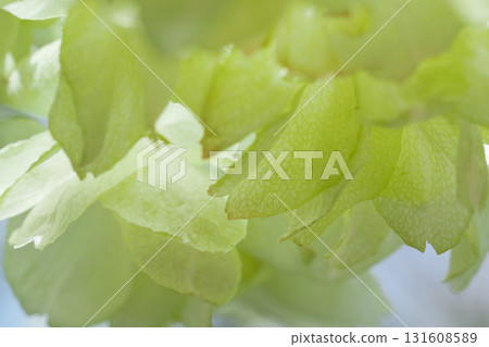 Close-up image of green cherry blossom petals - background material - soft focus - 3:2 version Close-up image of green cherry blossom petals - background material - soft focus - 3:2 version 131608589