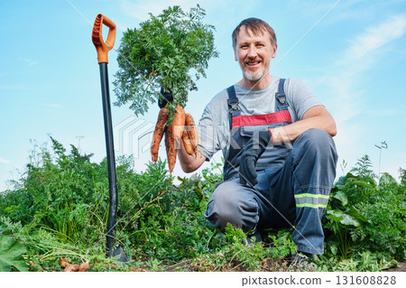 Caucasian male harvesting fresh carrots in garden on sunny day 131608828