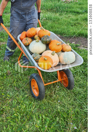 Caucasian farmer transporting harvested pumpkins in garden using orange wheelbarrow 131608838