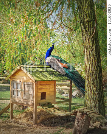 A magnificent peacock perches on a wooden coop. Beautiful blue and iridescent teal feathers stand out against the natural surroundings, beneath the shade of a willow tree 131608929
