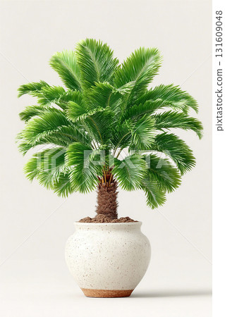 Plant in pot. Potted palm tree with wide, green leaves in white ceramic pot on a white background. Vertical view.  Palm tree with fleshy leaves. 131609048