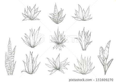 各類新鮮植物 各類新鮮植物 131609270
