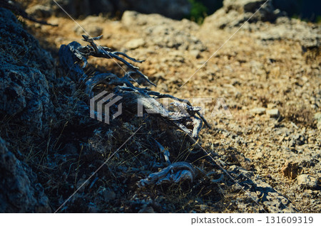Desert Rocky Terrain With Weathered Dead Branch Across Rugged Ground 131609319