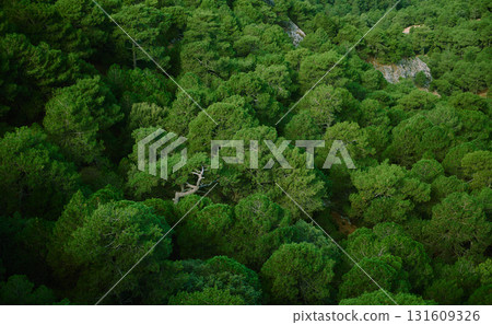 Aerial View Of Dense Pine Forest With Green Canopy And Hidden Trail Aerial View Of Dense Pine Forest With Green Canopy And Hidden Trail 131609326