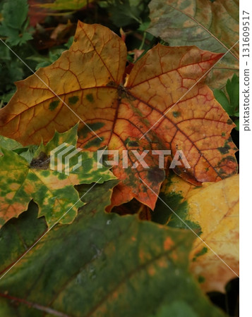 autumn maple leaves on a background of foliage and grass. autumn maple leaves on a background of foliage and grass. 131609517