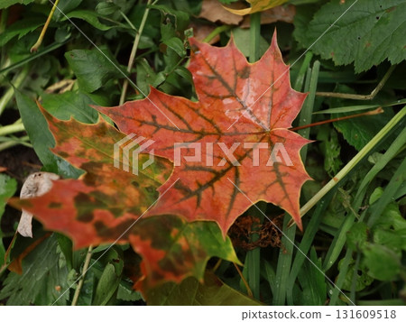autumn maple leaves on a background of foliage and grass. 131609518