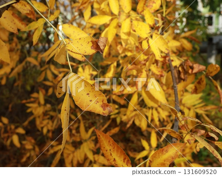 Sunny autumn day. Bright autumn landscape. Young oaks, willow with bright yellow leaves. 131609520