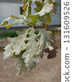 withered, yellowed oak leaves. autumn 131609526
