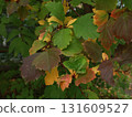 Yellow autumn maple leaves. Sunny autumn day. Fall in nature. Natural autumn fall background. Golden season. Bright orange and red leaf colors. Maple leaves in autumn sunny day. 131609527