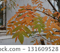 Autumn rowan leaves on a white background. Autumn leaves. Rowan leaf on a white background. Red rowan leaves. 131609528