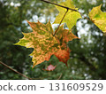 autumn maple leaves on a background of foliage and grass. 131609529