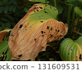 withered leaves of hosta plants in autumn. pruning and 131609531