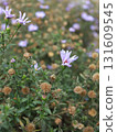dried flowers in autumn lilac chrysanthemums in 131609545