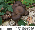 inedible agaricus mushroom with bottom side black colored fungi. 131609546
