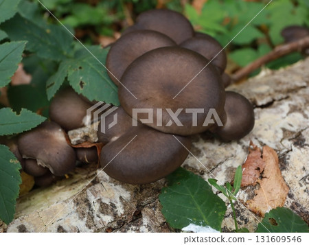 inedible agaricus mushroom with bottom side black colored fungi. 131609546