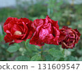 Red roses blooming in a flower bed 131609547