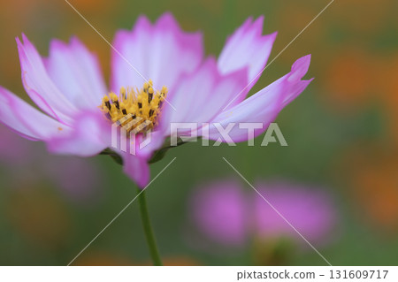 Cosmos with pink petals Cosmos with pink petals 131609717